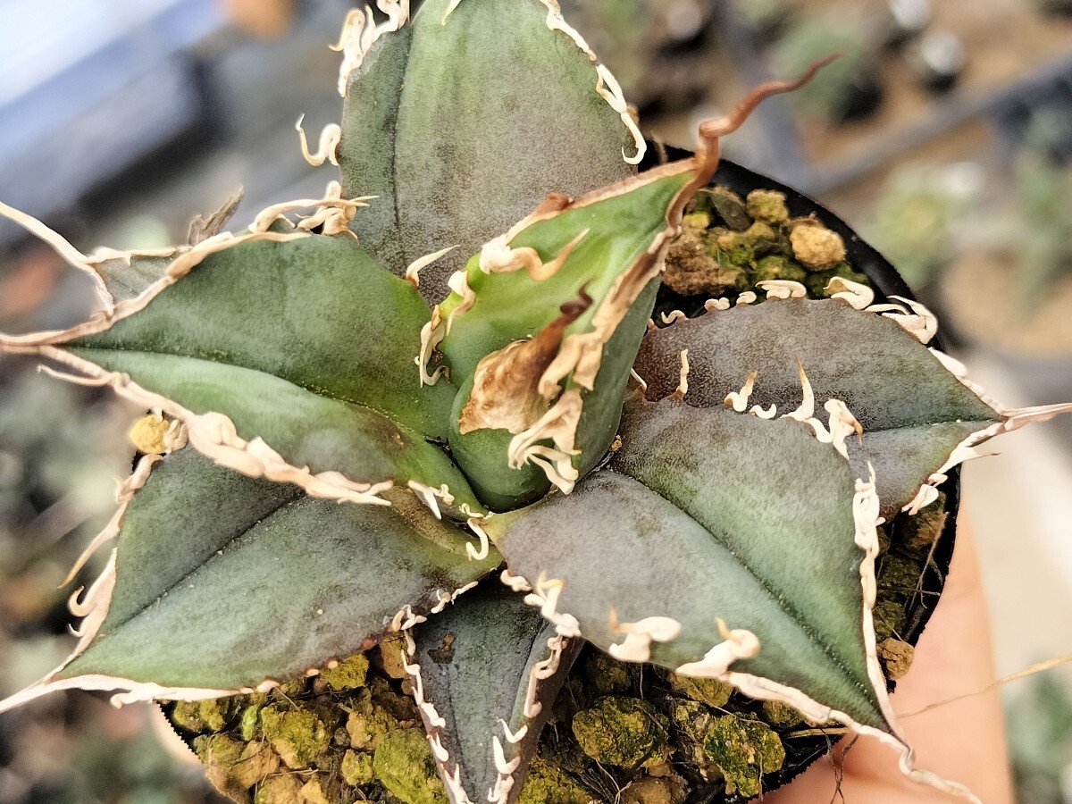 LEGEND Legend scratch equipped succulent plant agave departure root ending low ru sun ko