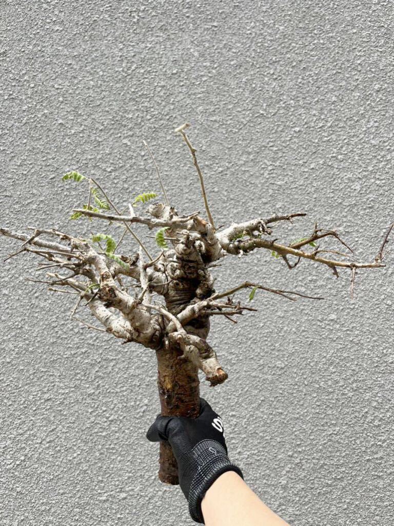 Boswellia Neglecta②芽吹 ボスウェリア ネグレクタ 塊根 現地球 抜き苗 サクラ ナナ オペルクリカリア パキポディウム キフォステンマ の画像2