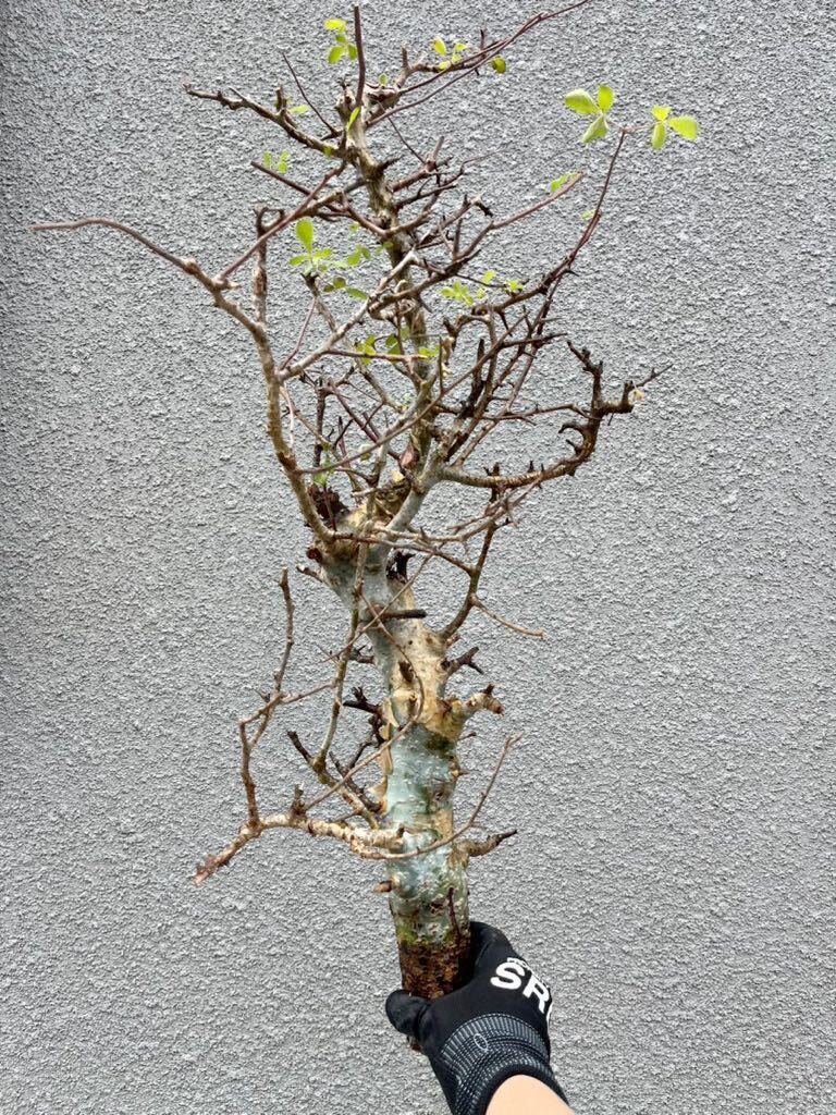 Commiphora Holtziana④芽吹多数 コミフォラ ホルトジアナ 灌木 塊根 現地球 現地株 抜き苗 フォークイエリア アデニア コーデックス シダ_画像1