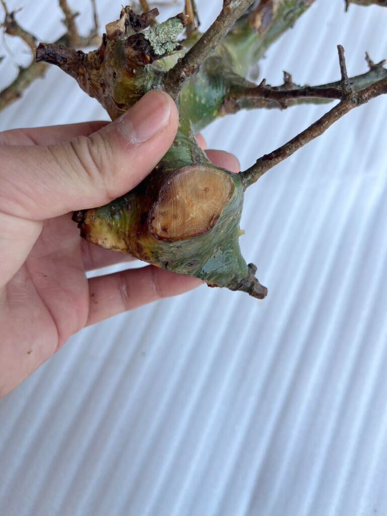 コミフォラ 挿し木 ① Commiphora Campestris芽吹 カンペストリス 灌木 塊根 現地球 現地株 抜き苗 パキプス オペルクリカリア パキプスの画像7