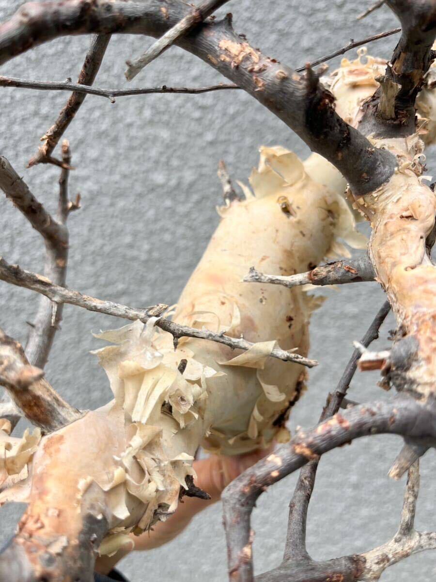 Commiphora Kataf コミフォラ カタフ ピュア リアル ⑧ ソマリア産 灌木 抜き苗 現地球 輸入株 塊根 オペルクリカリア フォークイエリアの画像4