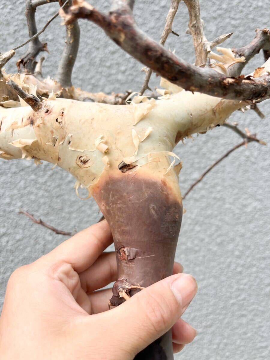 Commiphora Kataf コミフォラ カタフ ピュア リアル ⑧ ソマリア産 灌木 抜き苗 現地球 輸入株 塊根 オペルクリカリア フォークイエリアの画像5