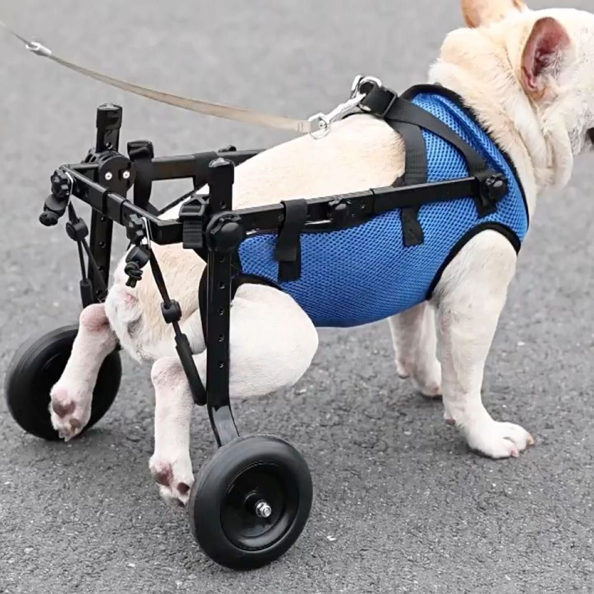 犬用 車いす 車椅子 小型 中型 ペット用 2輪歩行器 リハビリ 介護 老犬 M