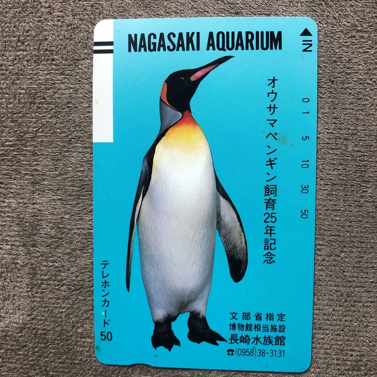 240417 長崎アクアリウム オウサマペンギン 飼育25周年 長崎水族館の画像1