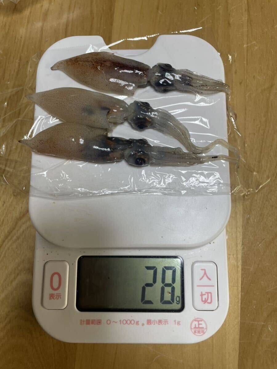 富山県産 ⑩大粒冷凍ホタルイカ 55匹前後(およそ500g)×9 釣りえさの画像4