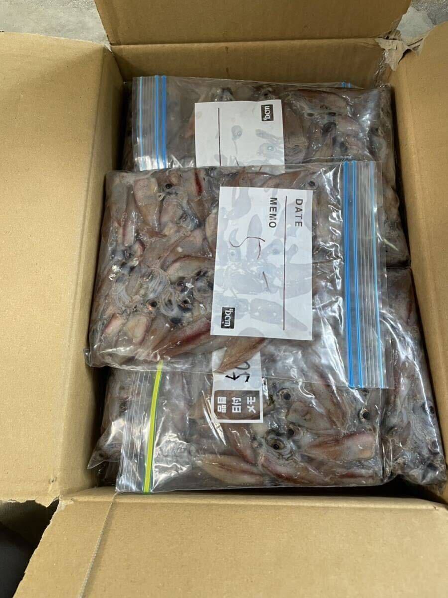 富山県産 ⑩大粒冷凍ホタルイカ 55匹前後(およそ500g)×9 釣りえさの画像6