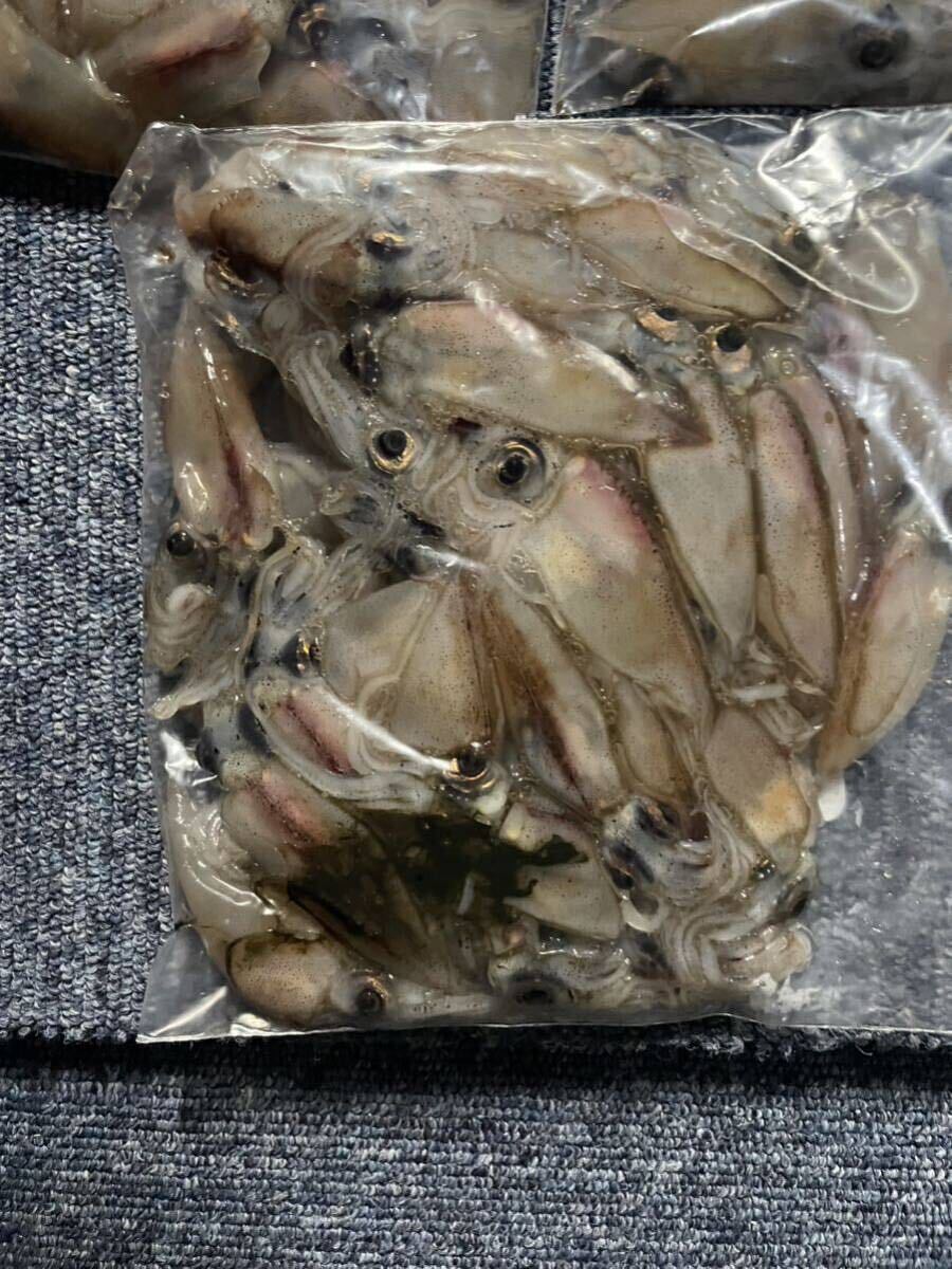 富山県産 ⑩大粒冷凍ホタルイカ 55匹前後(およそ500g)×9 釣りえさの画像5