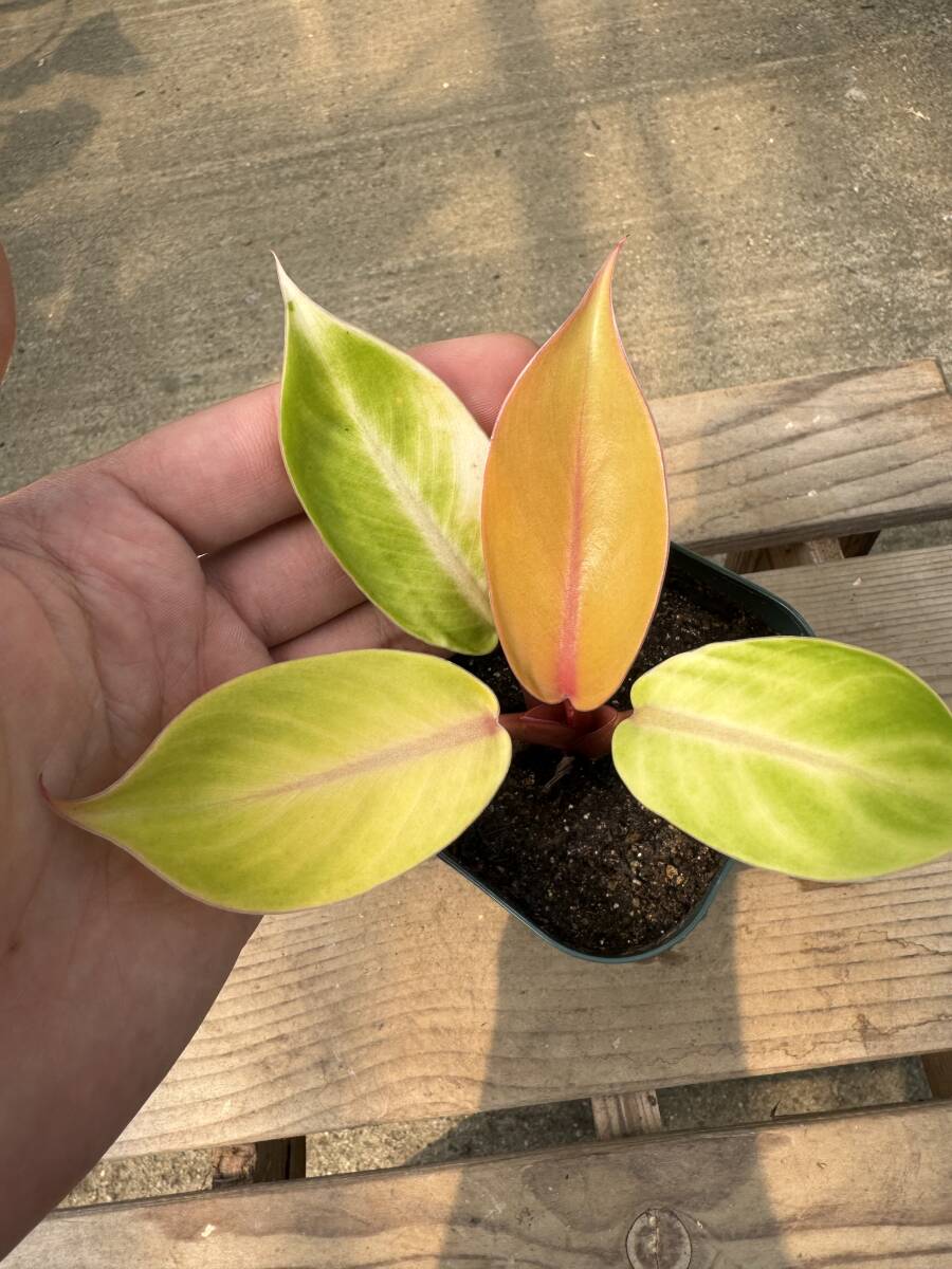 フィロデンドロン・インペリアルレッド ★ Philodendron Imperial-Red_画像3