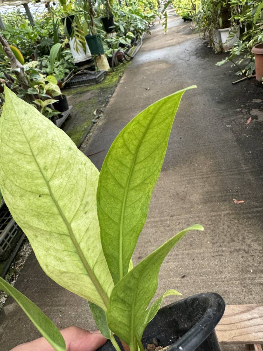 アンスリウム・フーケリー・斑入 ★ Anthurium Hookeri Variegata_画像8