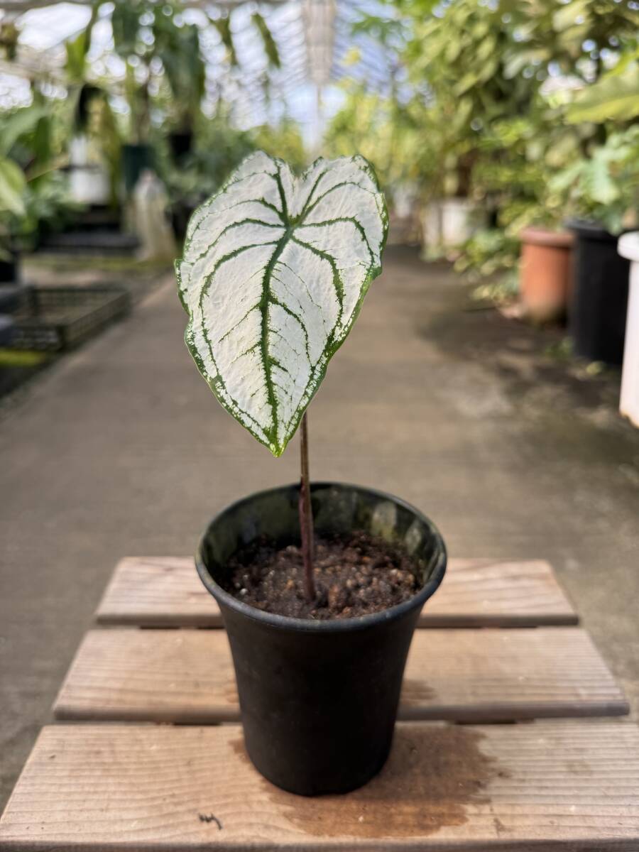 カラジウム・ホワイトクリスマス ★ Caladium White-Christmasの画像1