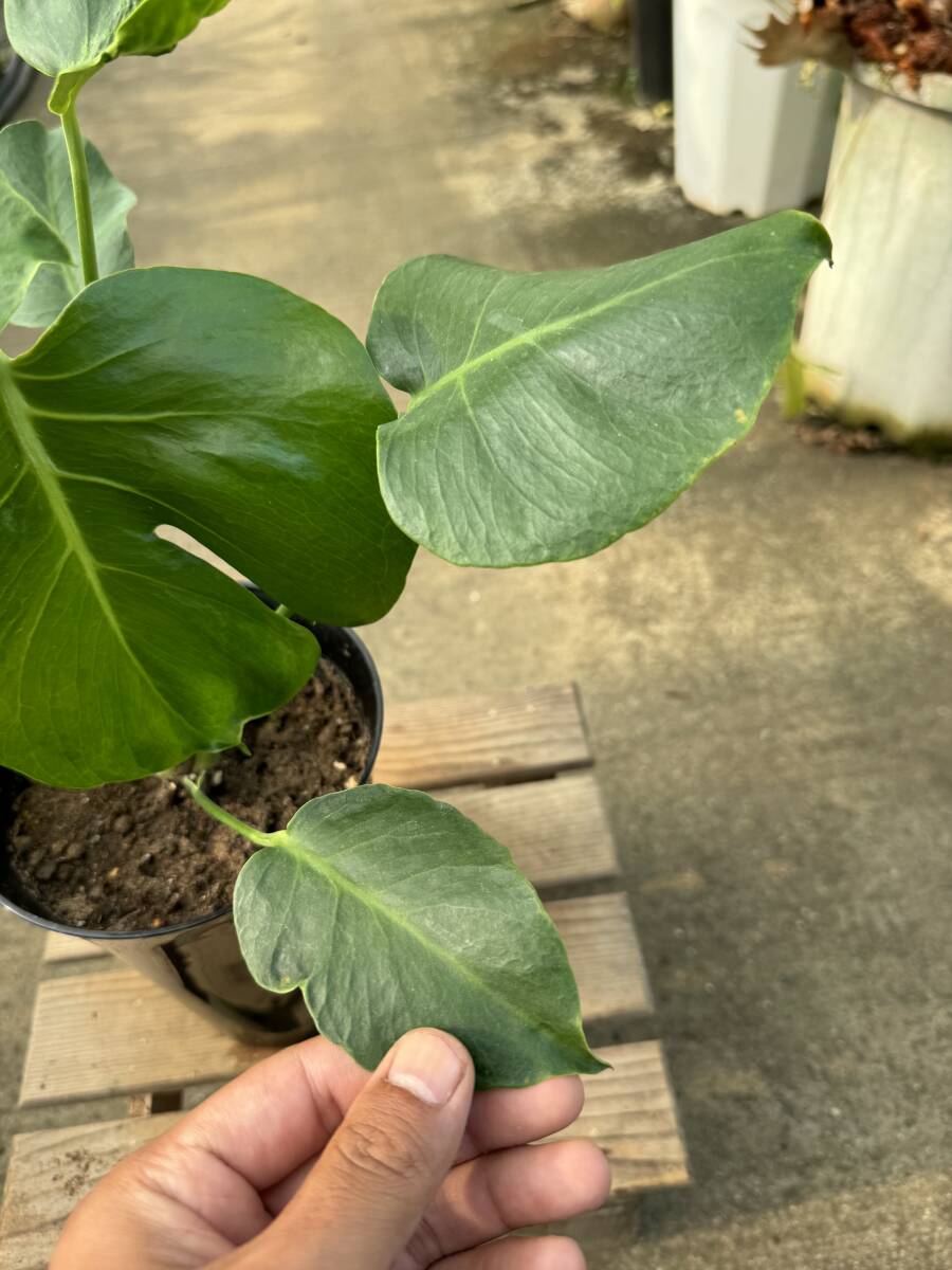 モンステラ・デリシオサ・奇形 ★ Monstera Deliciosa ' Deformed-Leaf 'の画像5