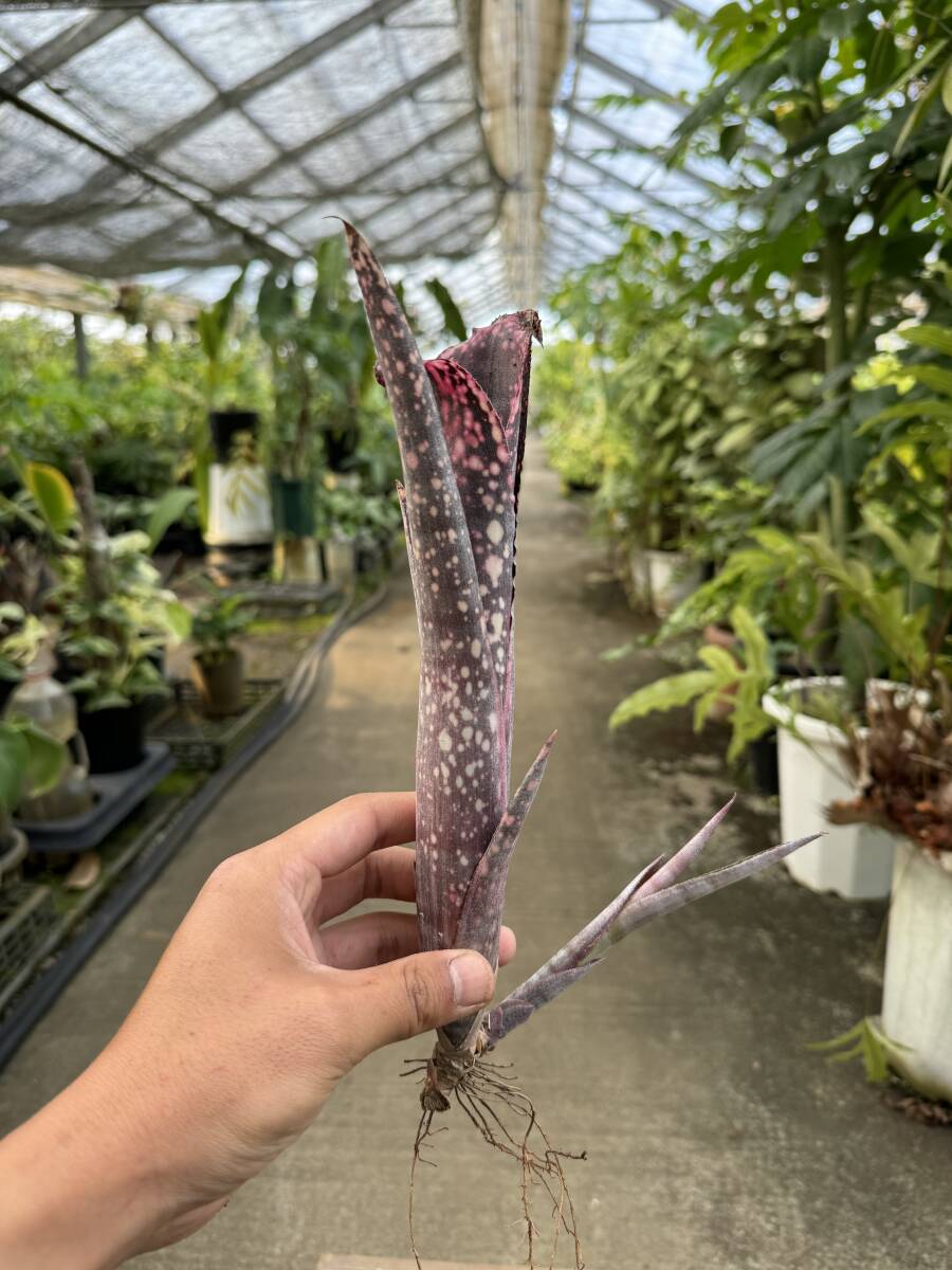 ビルベルギア・サンデルシー ★ Billbergia Sunderscie_画像1