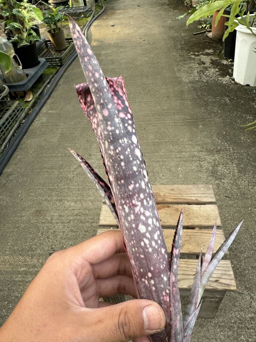 ビルベルギア・サンデルシー ★ Billbergia Sunderscie_画像6