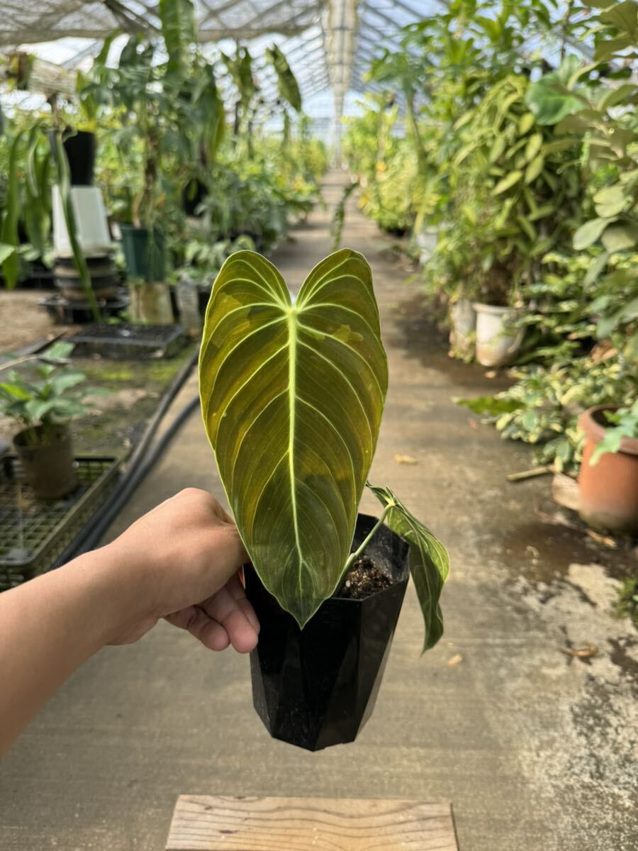 フィロデンドロン・メラノクリサム・斑入 ★ Philodendron Melanocrysum Variegata_画像7