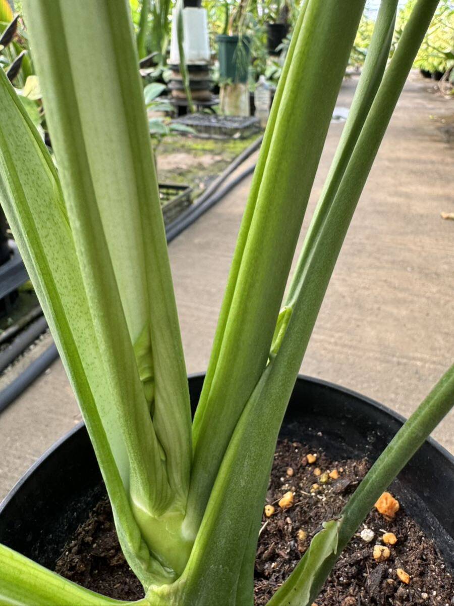 モンステラ デリシオサ 奇形 ★ Monstera Deliciosa Deformed-Leaf の画像7