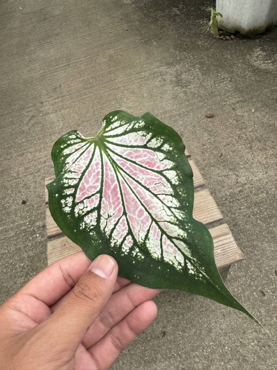 カラジウム・ピンクシンフォニー★ Caladium Pink-Symphonyの画像3