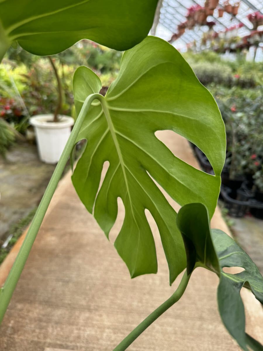 モンステラ・デリシオサ・福助 ★ Monstera deliciosa var. Fukusuke-Formの画像7