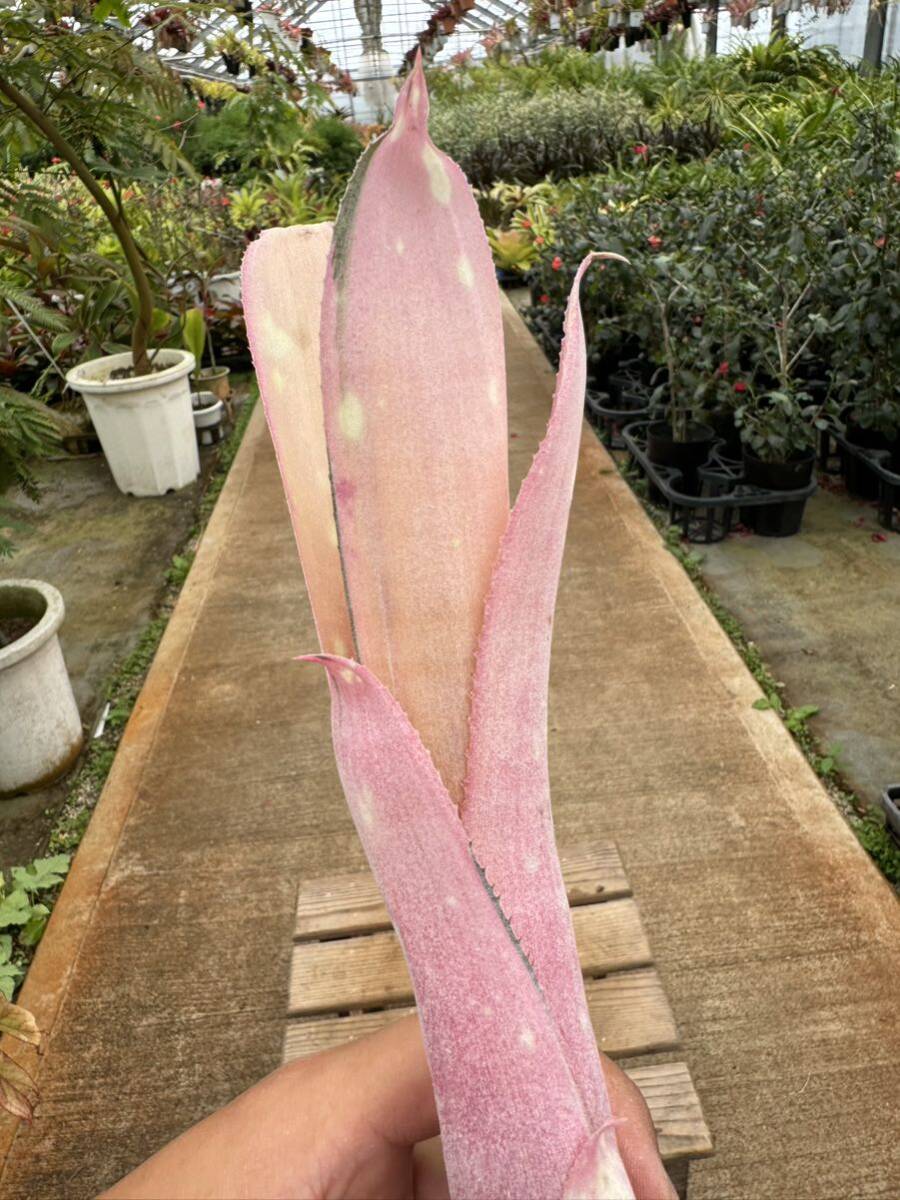 ビルベルギア・ルイーズ・スペシャル・ココ ★ Billbergia Louise Special ' Coco 'の画像5