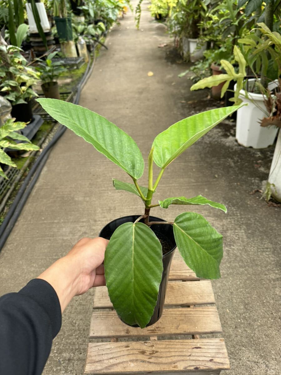 フィッカス・フロリス ★ Ficus Bussei ' Floris 'の画像7