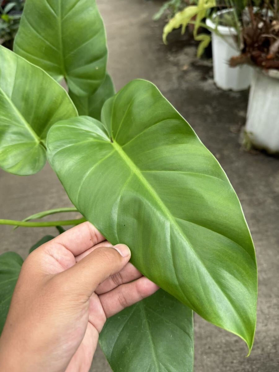 フィロデンドロン ギガンティウム ★ Philodendron Giganteumの画像4