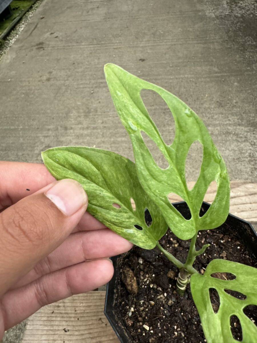 モンステラ・アダンソニー・ミント斑入 ★ Monstera Adansonii Mint-Variegataの画像3