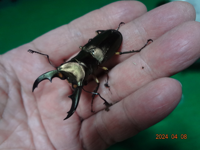 エラフスホソアカ　幼虫×５頭　その１ （ エラフスホソアカクワガタ ）_種親です