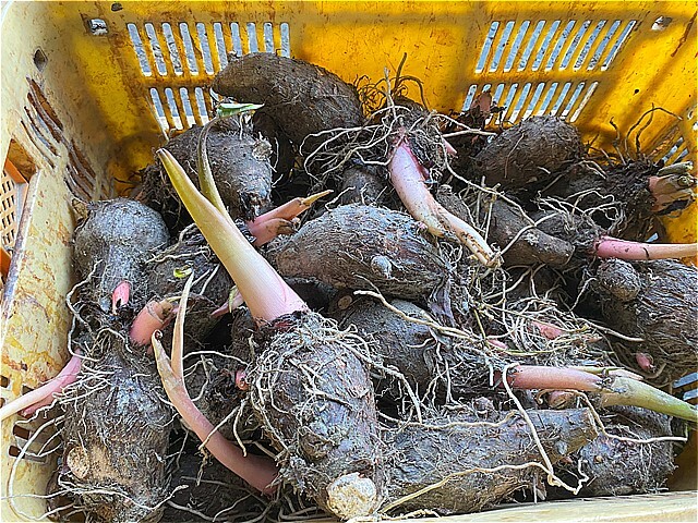 数量限定 格安!! セレベス 里芋 種芋 １０キロ 特大サイズ の画像1