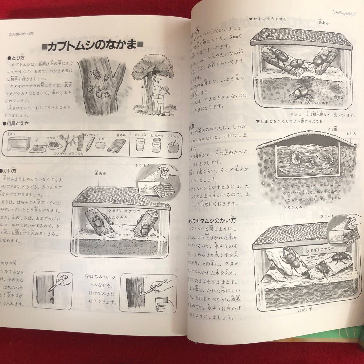 f-612 学研の図鑑 昆虫 学習研究社 1991年12月18日新訂版24刷発行 チョウ クワガタ カブトムシ トンボ ハチ 他 飼育方法 知育絵本 ※4_画像7