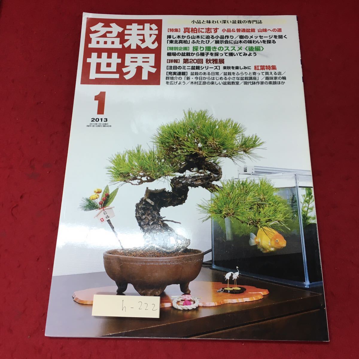盆栽【常盤柿】 50年 梅 欅 楓 皐月 紅葉 真柏 黒松 - 盆栽 盆栽【常盤柿】 50年 梅 欅 楓 皐月 紅葉 真柏 黒松 - 盆栽