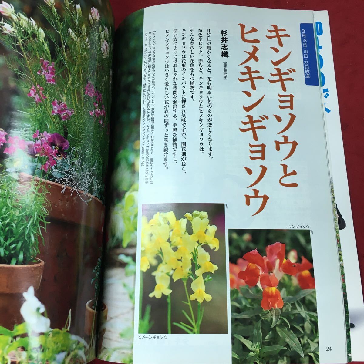 h-251 *4 NHK hobby. gardening 2001 year 3 month number 2001 year 3 month 1 day issue Japan broadcast publish association magazine gardening hobby clematis gold gyo saw mimo The 