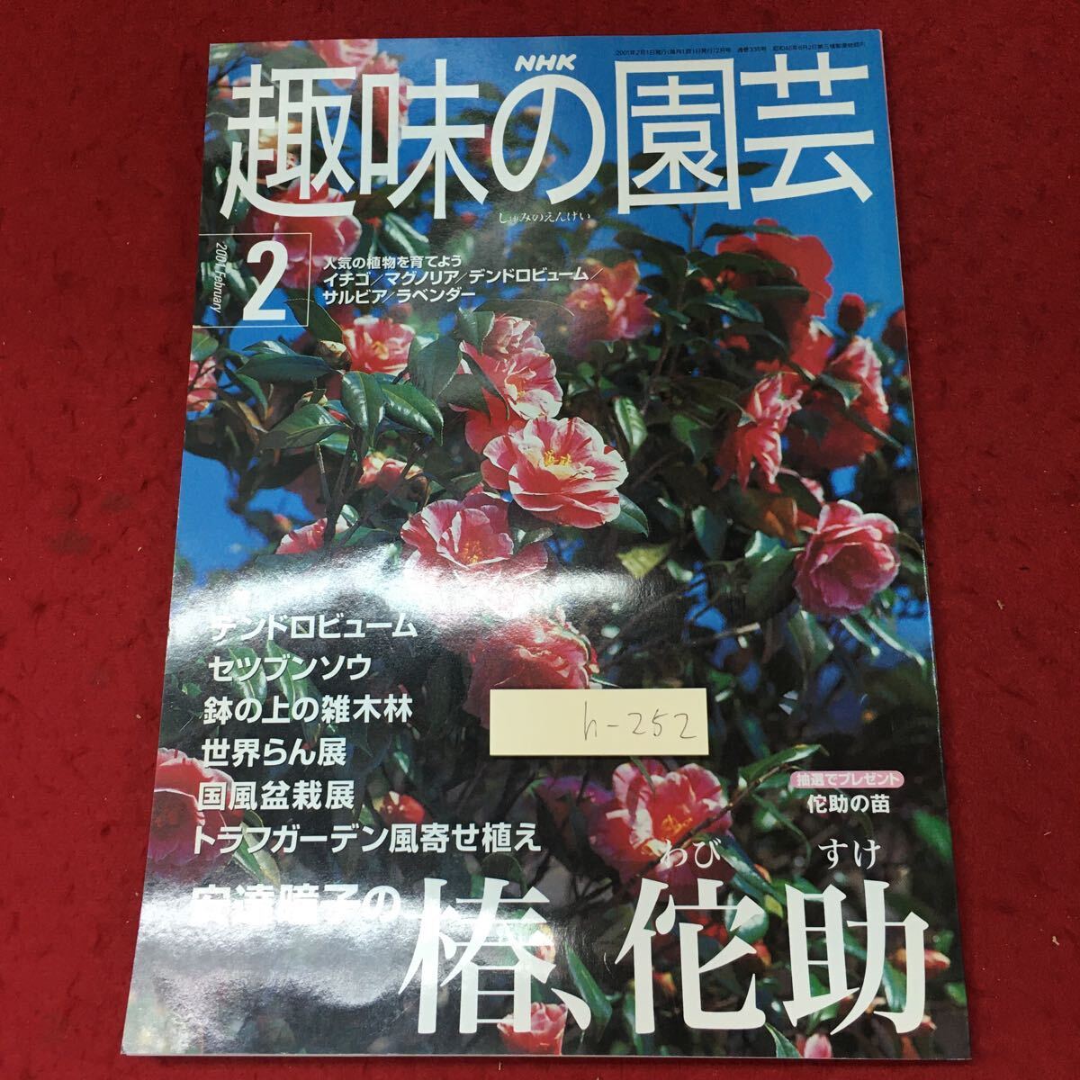 h-252 *4 NHK hobby. gardening 2001 year 2 month number 2001 year 2 month 1 day issue Japan broadcast publish association magazine gardening hobby .tendoro view msetsubn saw 