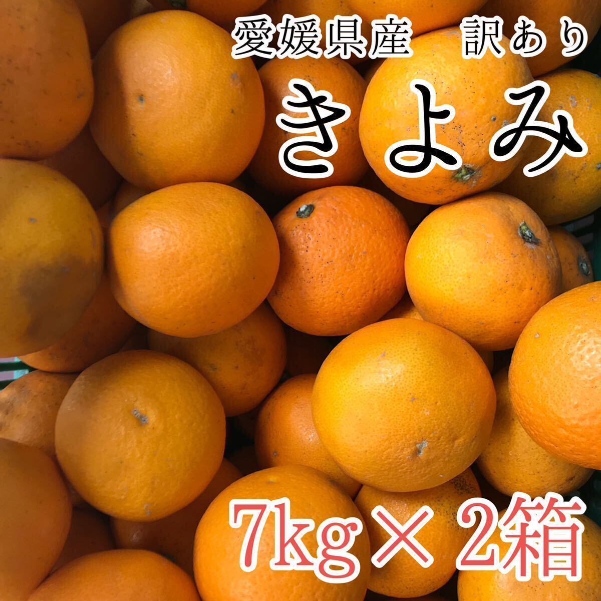 2きよみ7kg×2箱 2599円 愛媛県産 訳あり家庭用 柑橘の画像1