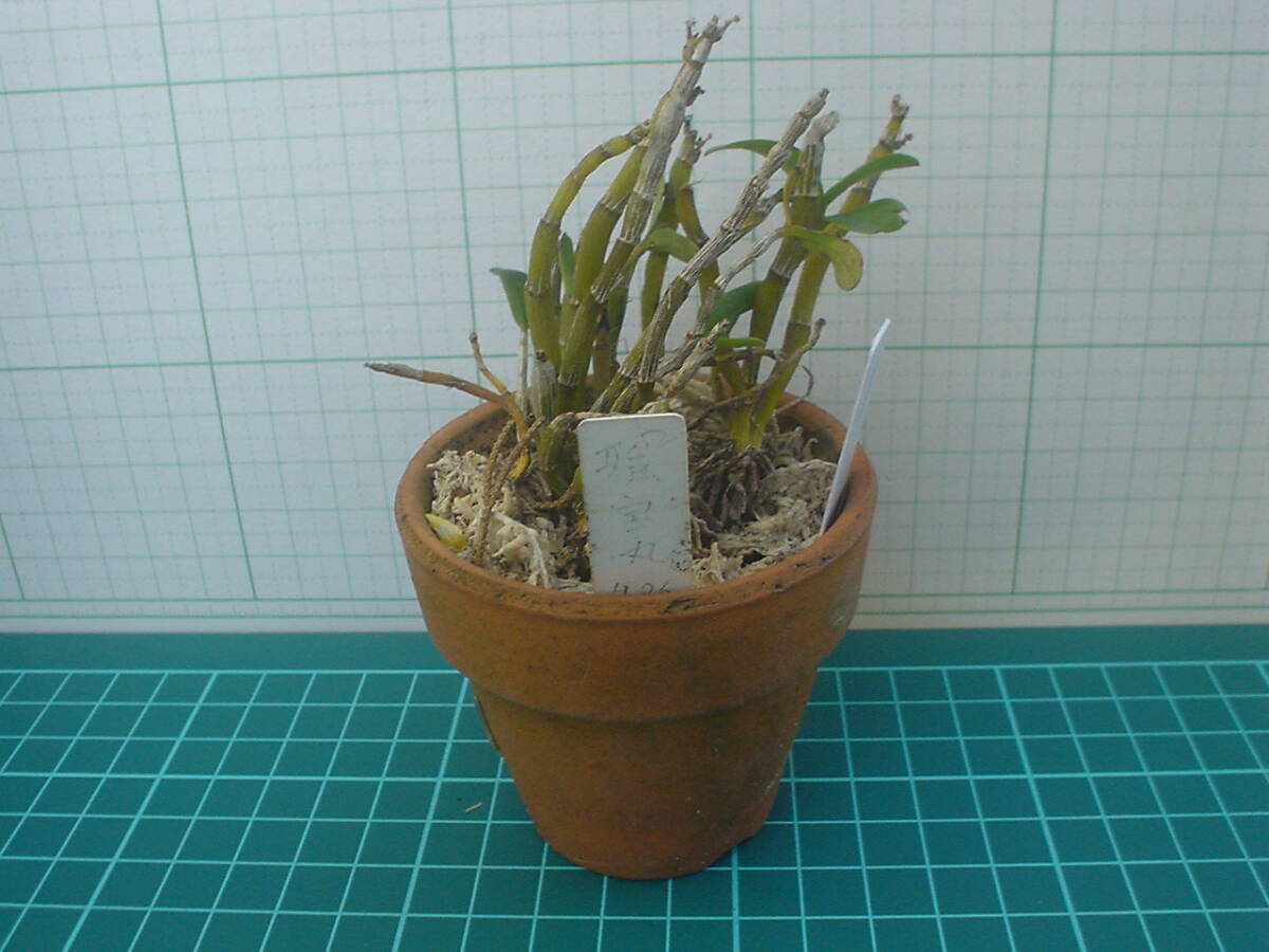 長生蘭 石斛 園芸植物 1の画像2