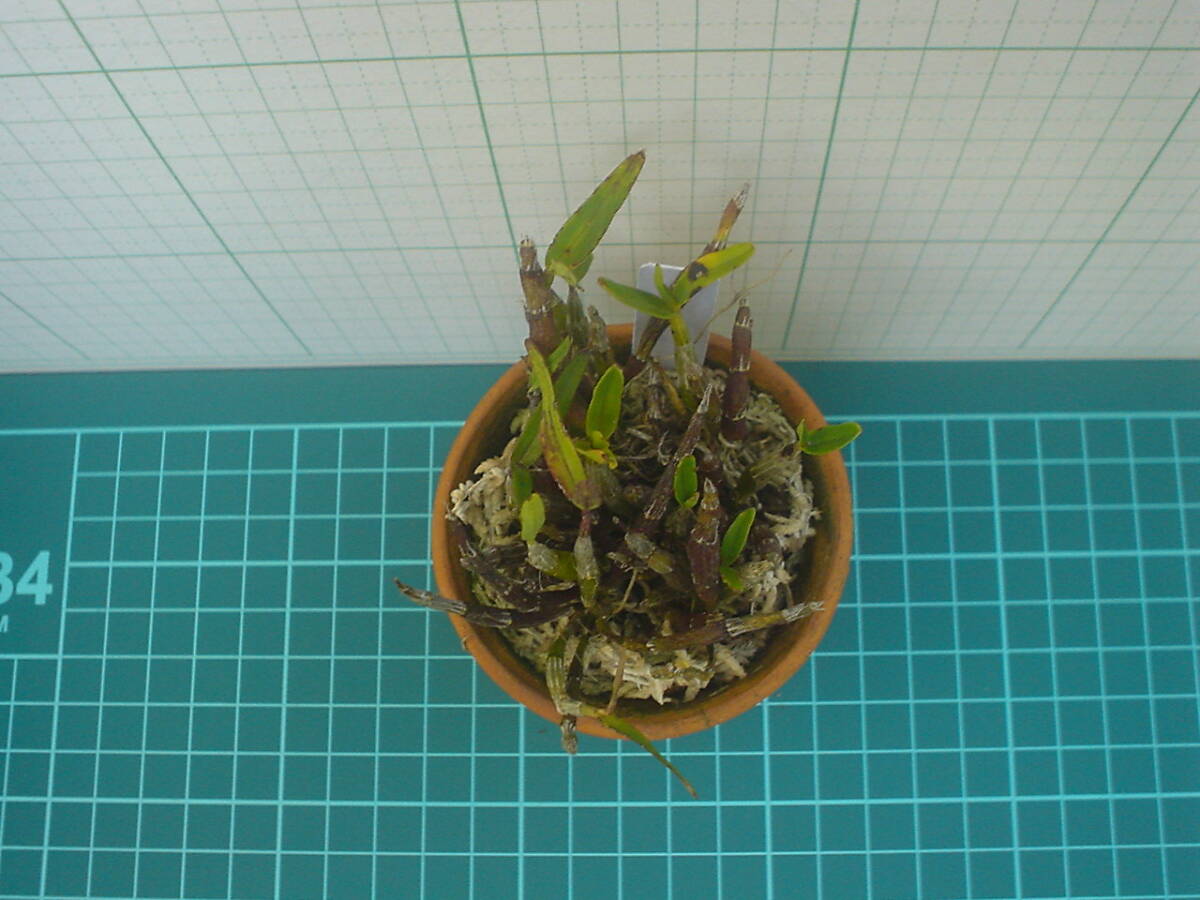 長生蘭 石斛 園芸植物 3の画像4