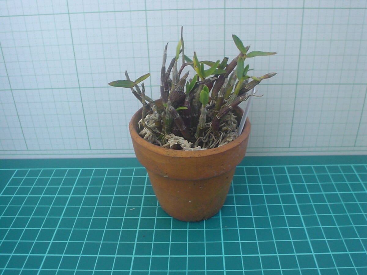 長生蘭 石斛 園芸植物 3の画像2