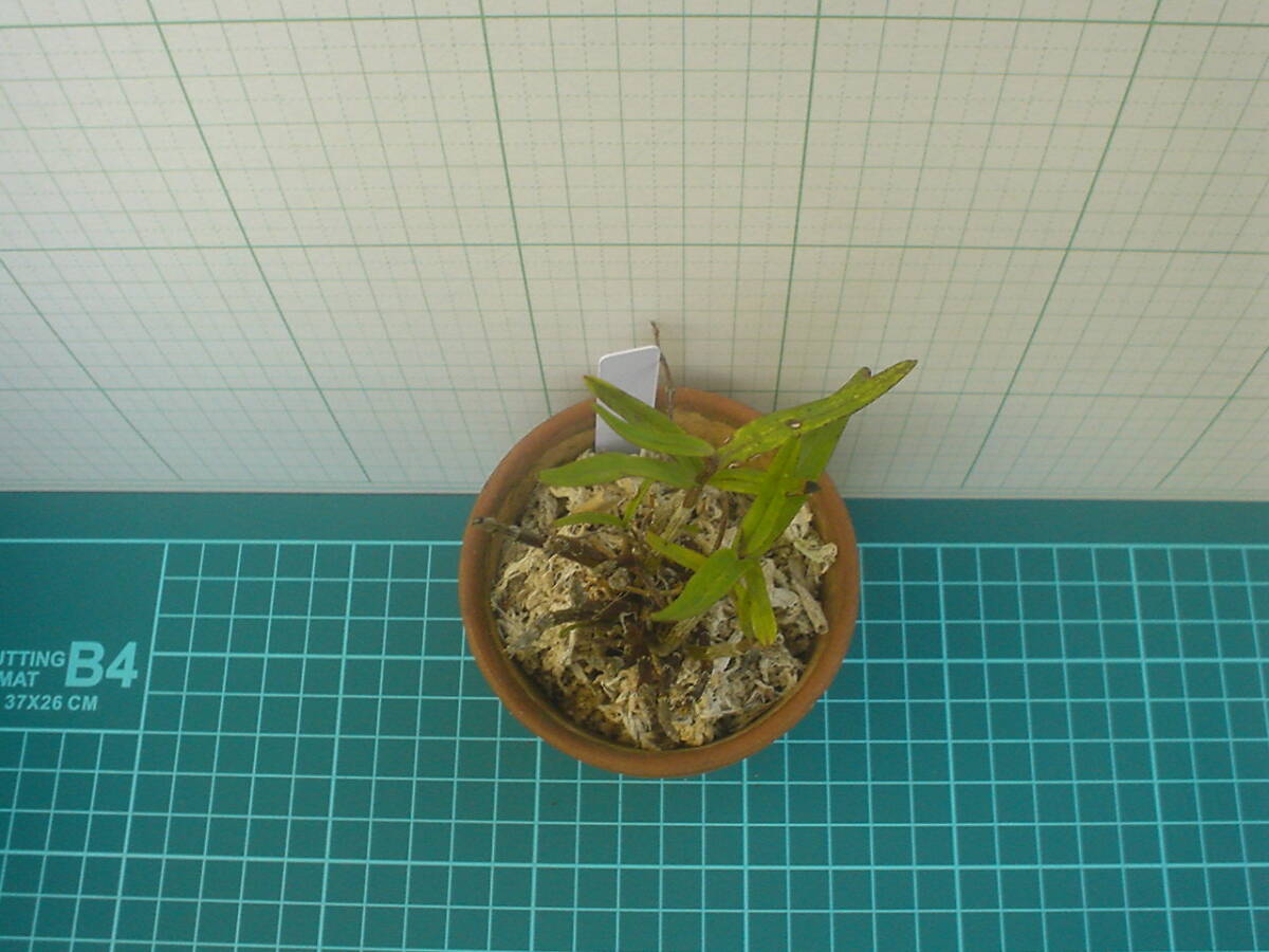 長生蘭 石斛 園芸植物 5の画像4