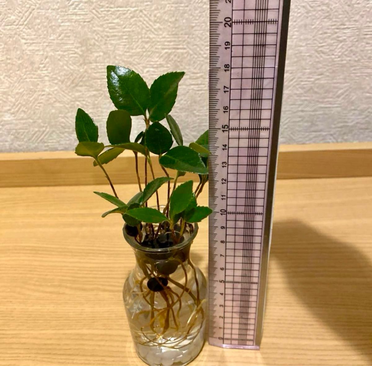 シャリンバイ苗の観葉植物　写真の全部10株セット　(水耕栽培)苗のみ