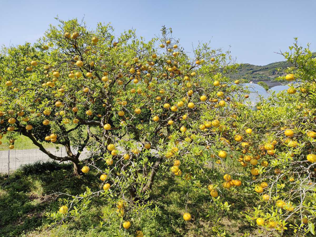 (送料無料) 無農薬栽培 無肥料 自然栽培 甘夏みかん 20キロ 腐れ補償有 平日のみ発送 金曜から日曜落札分は翌週月曜発送 の画像3