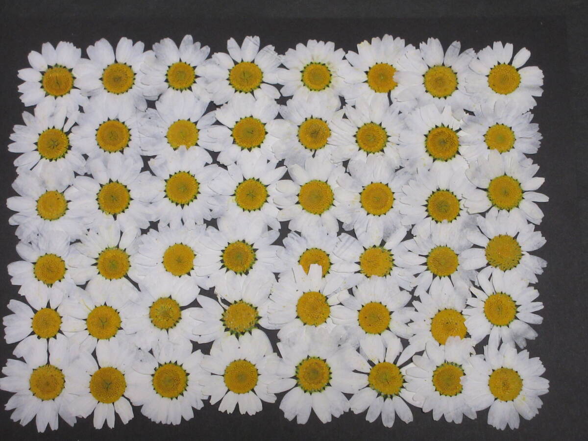  pressed flower material 4809 North ball 