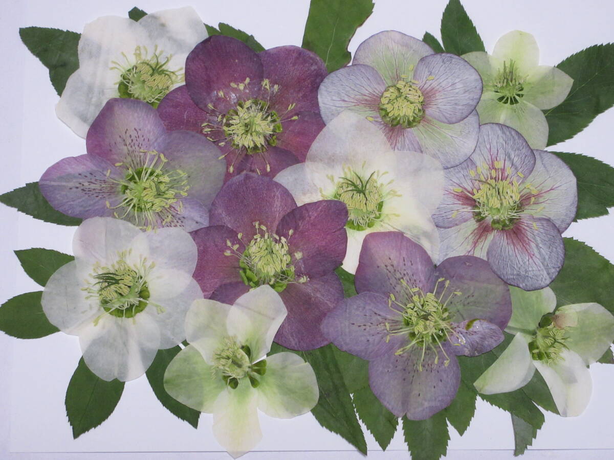  pressed flower material 4814 Christmas rose 