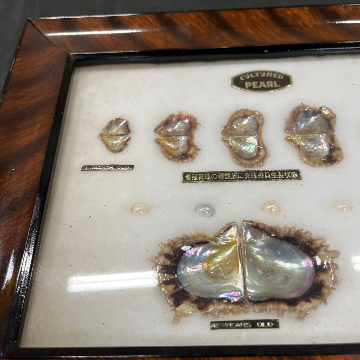 パール PEARL 額装 コレクション 真珠 標本 額縁 CULTURED 中古品 汚れ 傷ありの画像3
