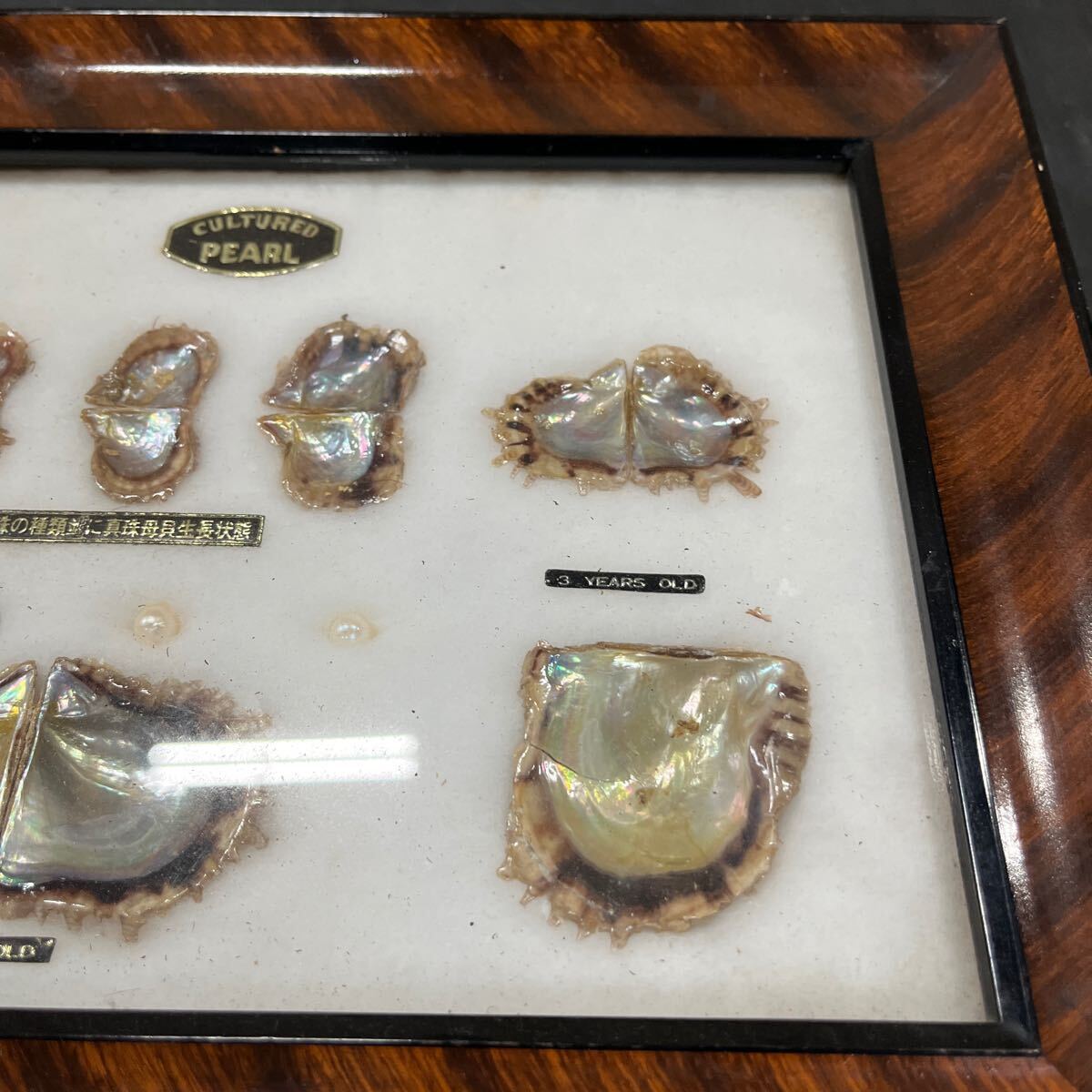 パール PEARL 額装 コレクション 真珠 標本 額縁 CULTURED 中古品 汚れ 傷ありの画像4