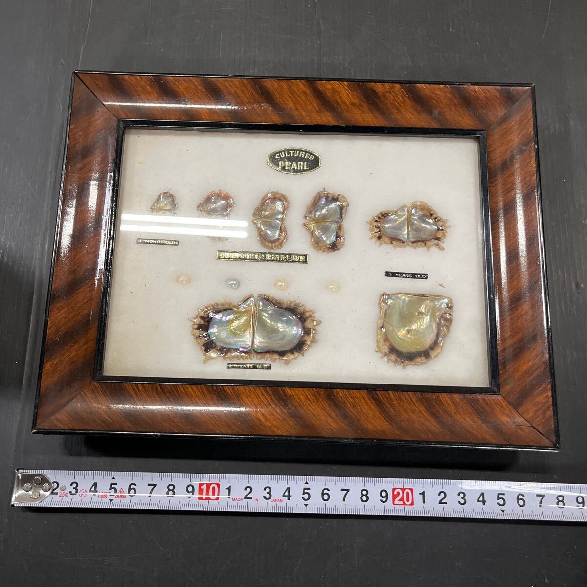 パール PEARL 額装 コレクション 真珠 標本 額縁 CULTURED 中古品 汚れ 傷ありの画像1
