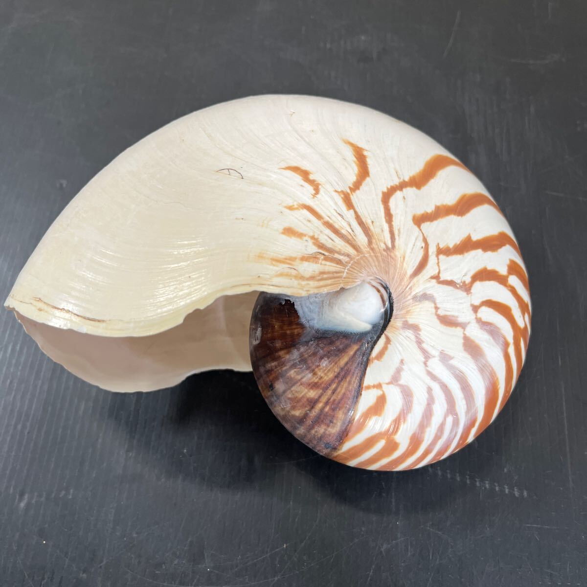 貝殻 標本 本物 貝 インテリア 置物 ディスプレイ 中古品 の画像1