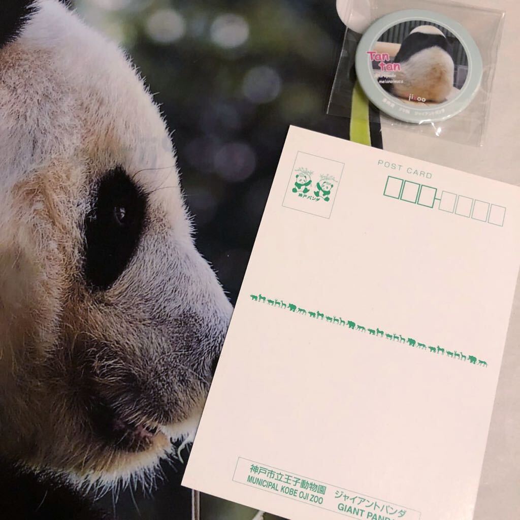 ☆レア☆王子動物園 タンタン昔のポストカードおにぎり クリアファイル マグネットの画像2