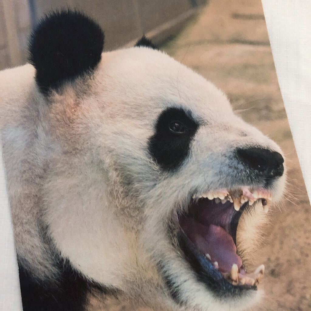 上野動物園　シャンシャンパパ　リーリー　昔の切り抜き_画像1