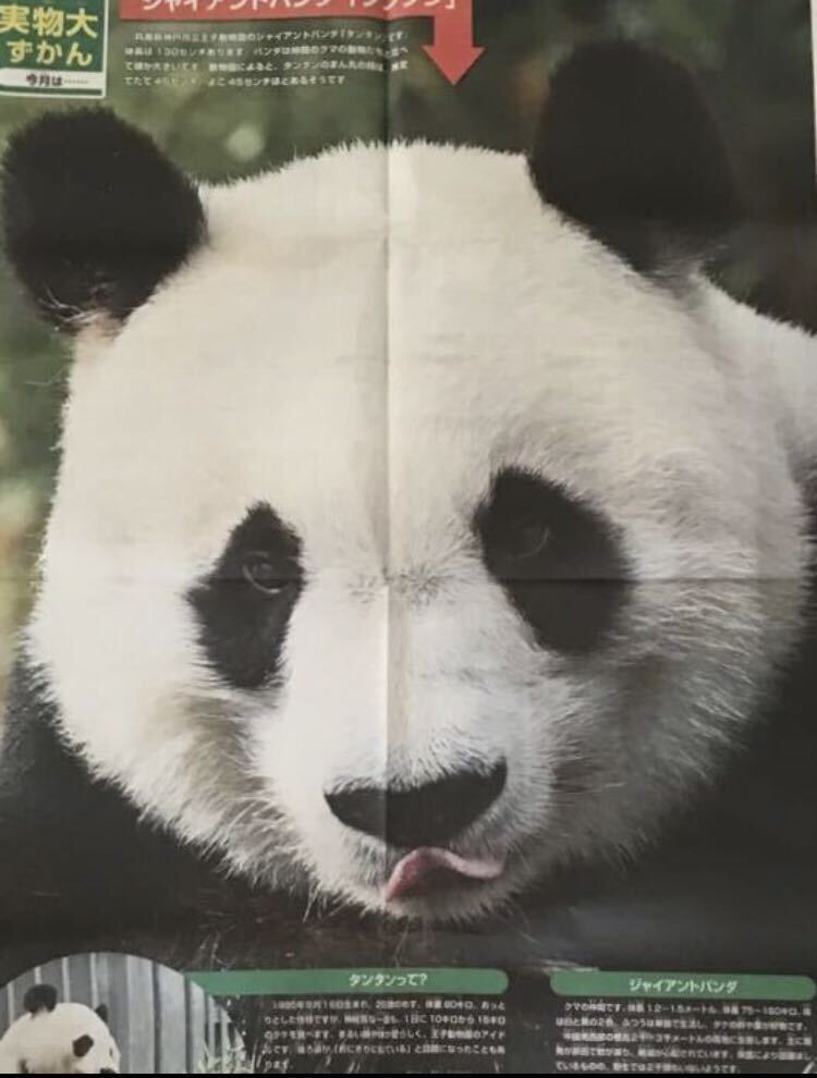 実物大 パンダのタンタン 記事一面 王子動物園  未読発送の画像1