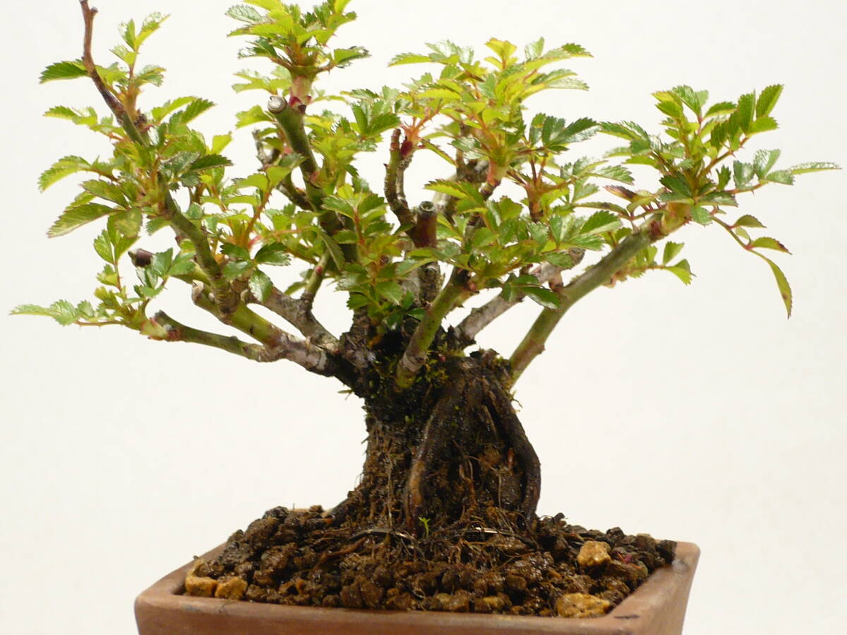 * mini bonsai *.. rose (. rose /. ..)miyabi excellent material 