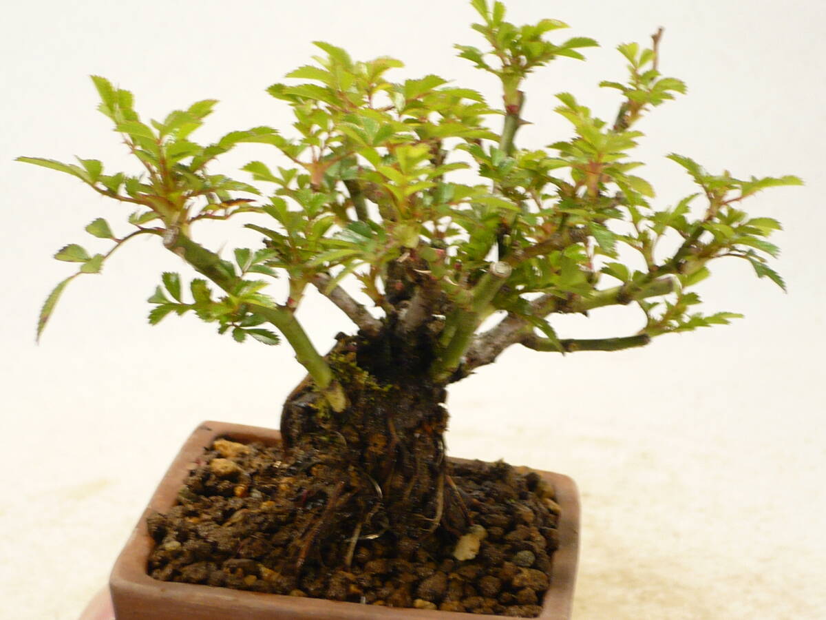 * mini bonsai *.. rose (. rose /. ..)miyabi excellent material 