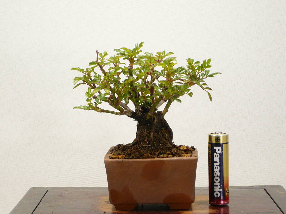 * mini bonsai *.. rose (. rose /. ..)miyabi excellent material 